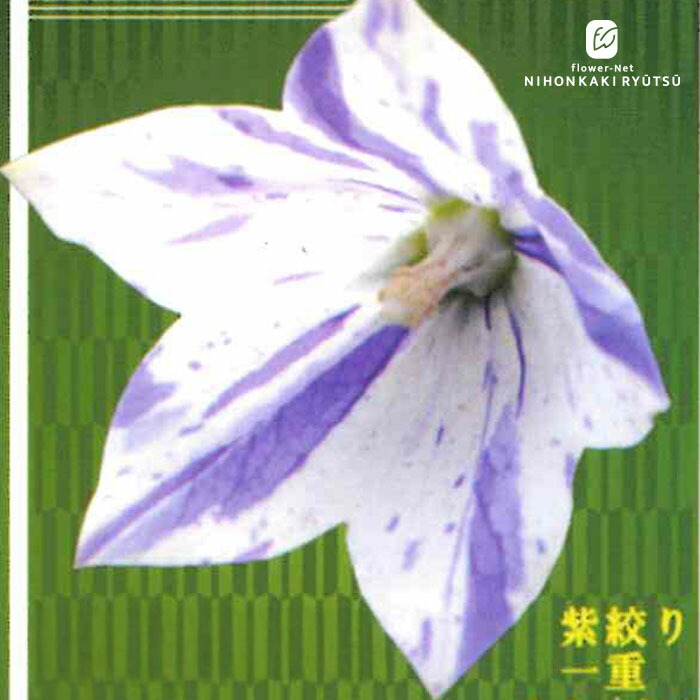 楽天市場】予約販売 キキョウ 苗 小豆色 一重咲き 9cmポット ガーデン