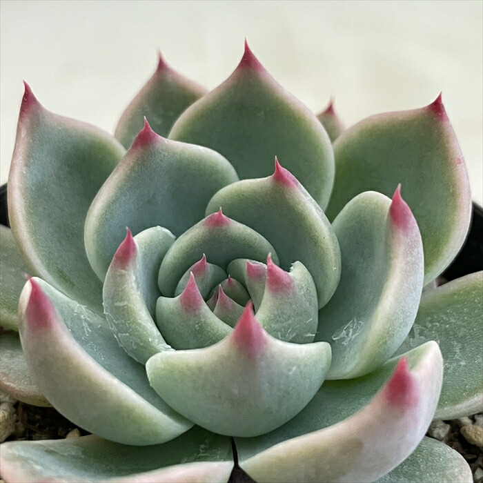 楽天市場】多肉植物 skエケベリア ドイツシャンペン 多肉植物