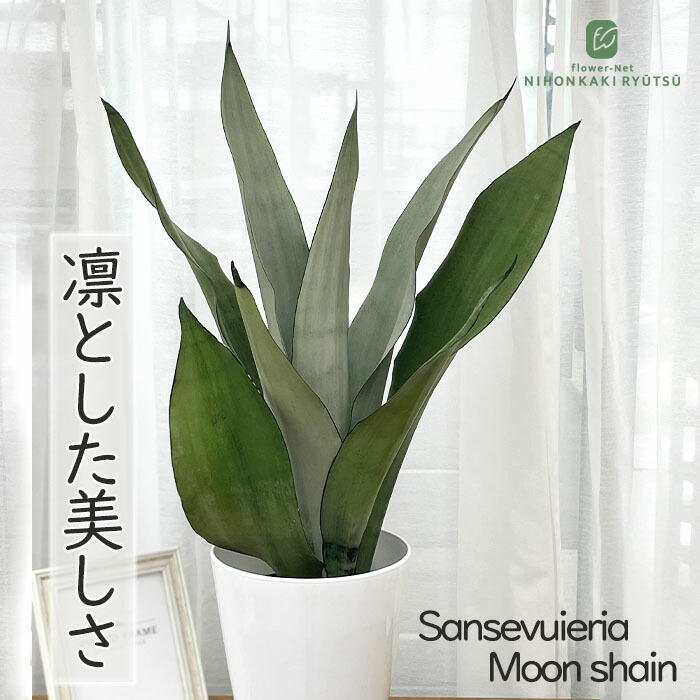 楽天市場】観葉植物 ホヤ パキクラダ 10.5cmポット 観葉植物 小型