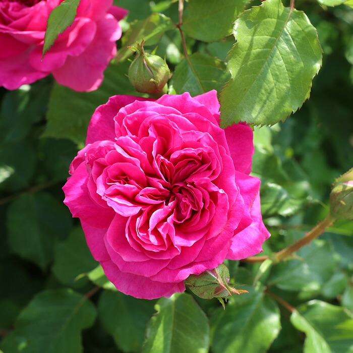 楽天市場】予約販売 バラ苗 バラ大苗 ロサ オリエンティス シュリンク