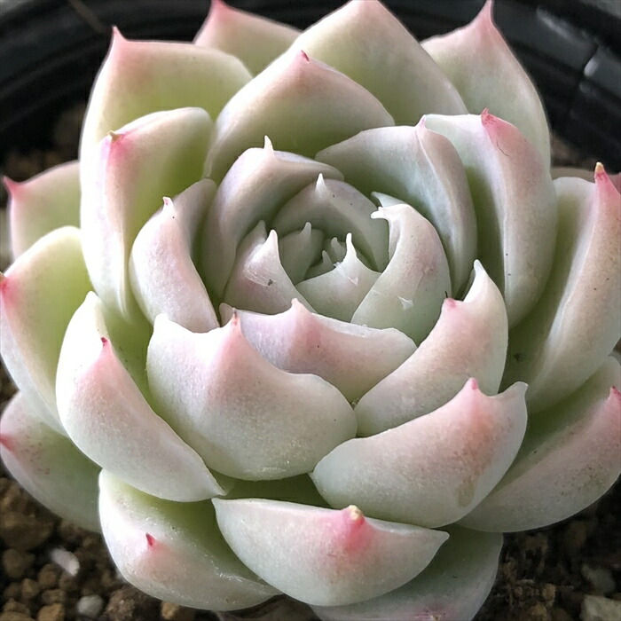 楽天市場】多肉植物 hmエケベリア セプテンバーモーン 多肉植物