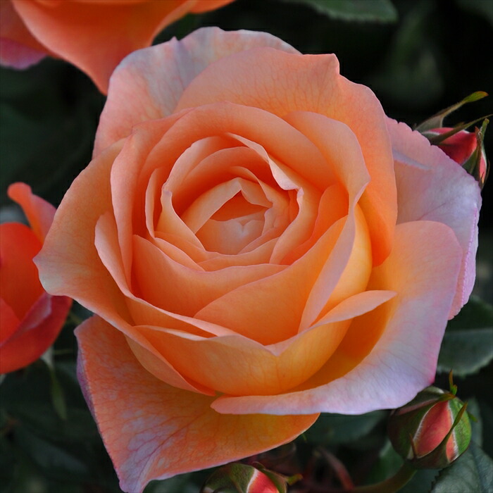 コーラルピンク フルーツ香 薔薇 バラ 『 コーラルハート 』10本 | 新鮮お花問屋 Jp-Farmers.com