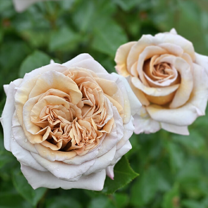 楽天市場】予約販売 バラ苗 バラ大苗 ロサ オリエンティス ルクソール