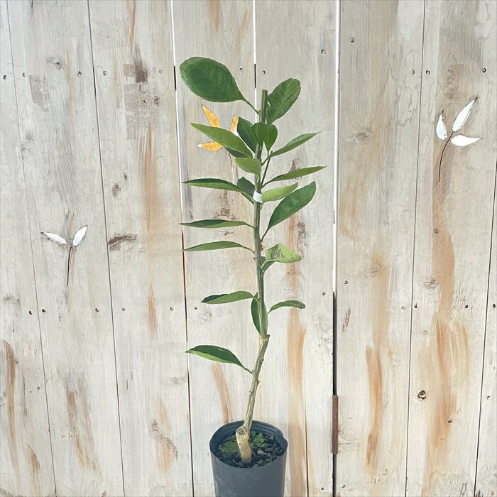 予約販売 グレープフルーツ 庭木 苗木 柑橘 13 5cmポット 果樹苗