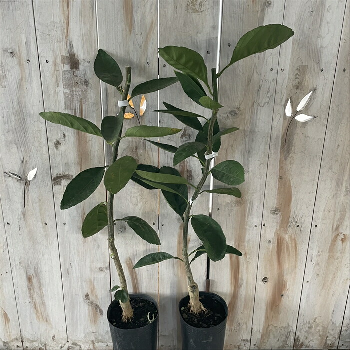 予約販売 グレープフルーツ 庭木 苗木 柑橘 13 5cmポット 果樹苗