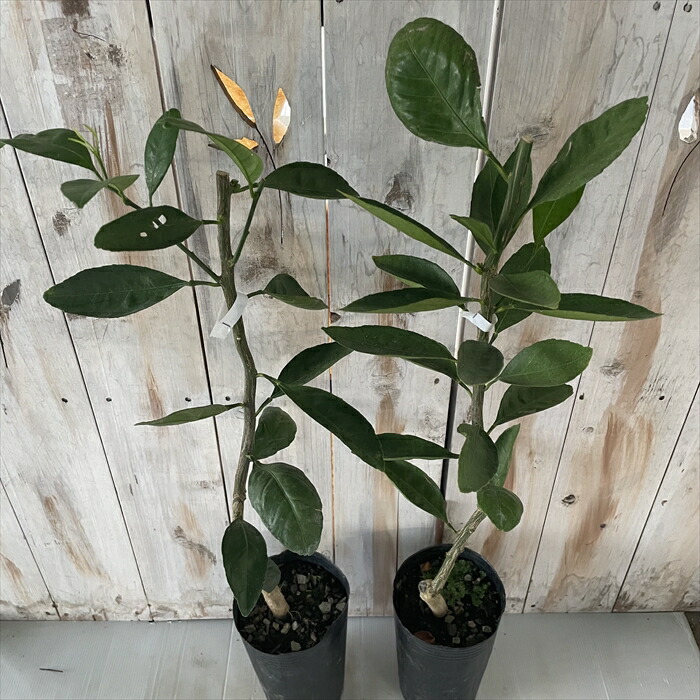 予約販売 グレープフルーツ 庭木 苗木 柑橘 13 5cmポット 果樹苗