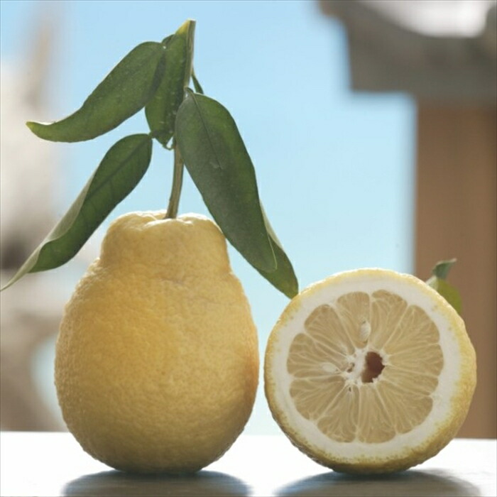 市場 予約販売 庭木 ゆげひょうかん 苗木 柑橘 弓削瓢柑 13 5cmポット