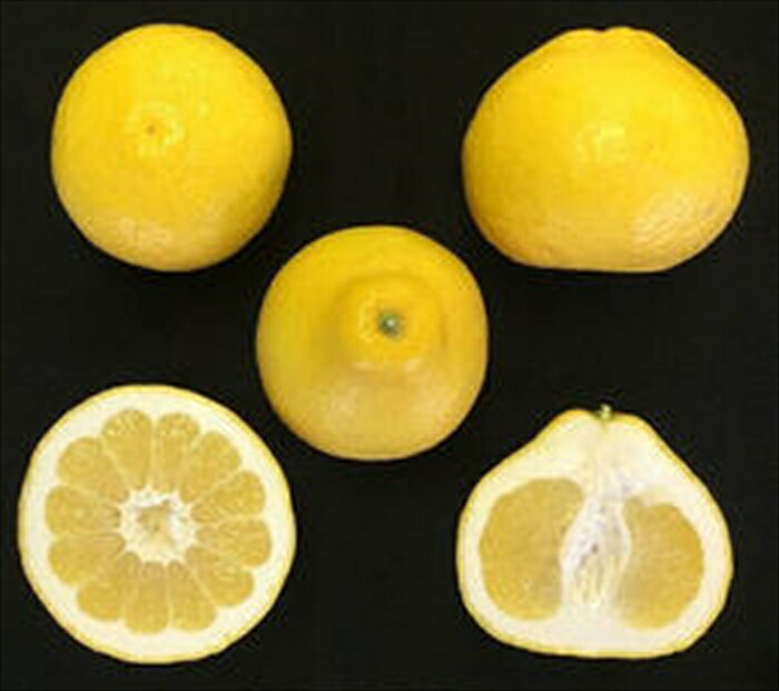 市場 予約販売 接木苗 庭木 13 5cmポット 瑞季 苗木 柑橘 果樹苗 ハイブリッド柑橘