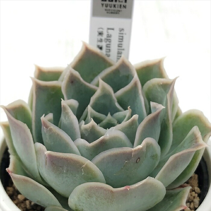 楽天市場】多肉植物 yukエケベリア ザラゴーサspノバ 多肉植物 優木園