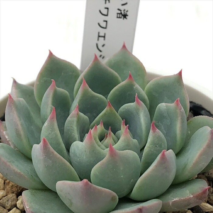 クランベリー 多肉植物 23418_1.jpg