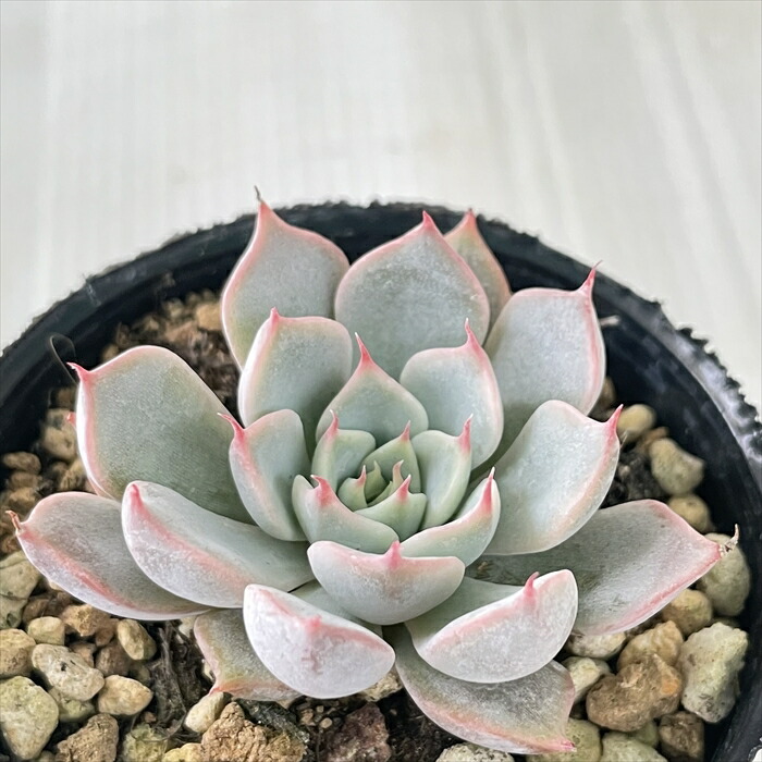 楽天市場】多肉植物 sbセデベリア オレンジドリーム 多肉植物