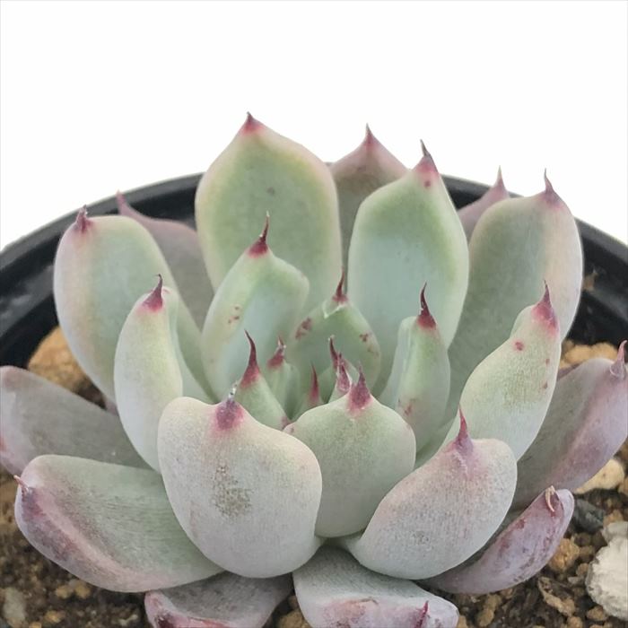 楽天市場】多肉植物 O'sグラプトベリア 銀天女×ロメオ 多肉植物 O's