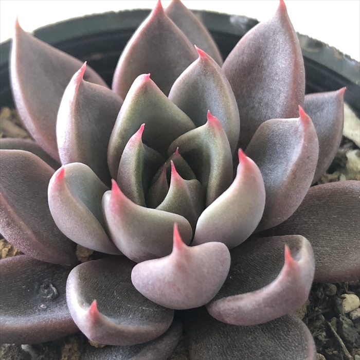 多肉植物 エケベリア　ローラ　大苗　抜き苗　子株付き 多肉植物 エケベリア ローラ 大苗 抜き苗 子株付き ローラ | TOMOZOO