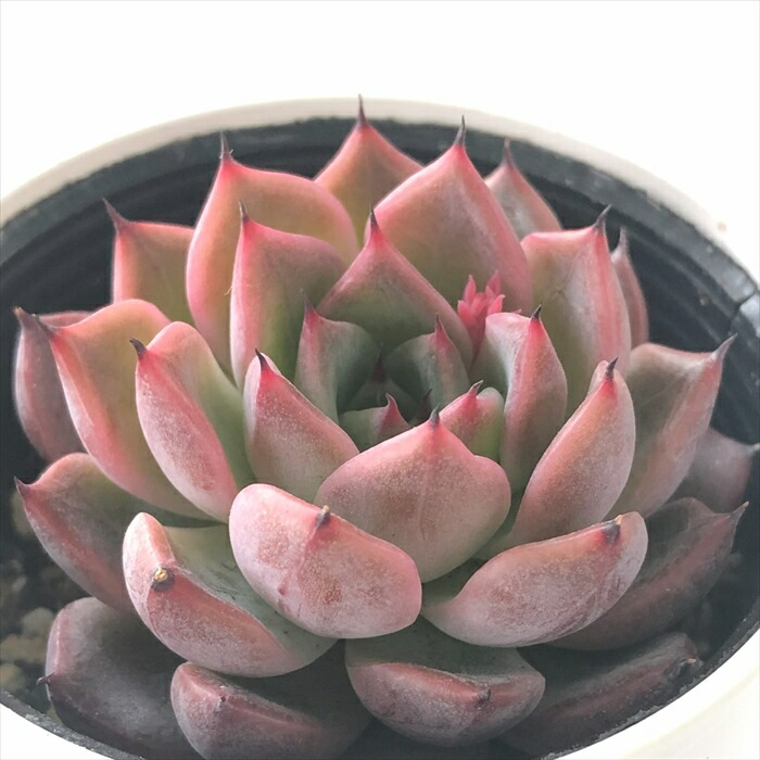 楽天市場】多肉植物 skエケベリア ハニー 多肉植物 エケベリア