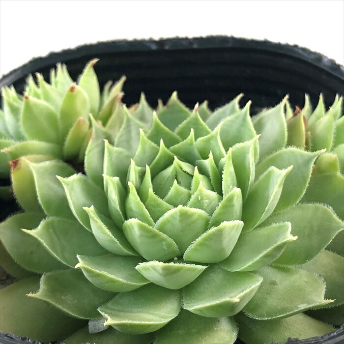 感謝を込めて。センペルビウム15(*´ω`*)Q 楽天市場】多肉植物 grセンペルビウム キャラメル 7.5cmポット