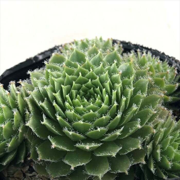 楽天市場】多肉植物 caコノフィツム ペルシダム No.5-A 多肉植物