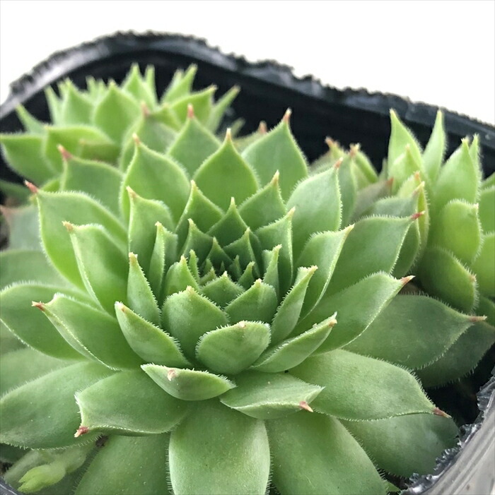 楽天市場】多肉植物 sfセンペルビウム ジェロナ 7.5cmポット