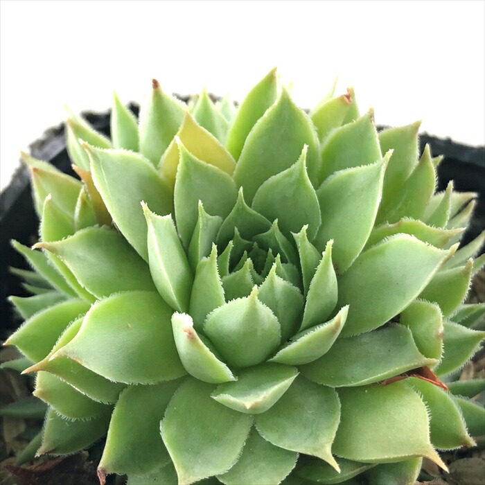 楽天市場】多肉植物 sw石蓮花 食べれる多肉植物 セキレンカ 血糖