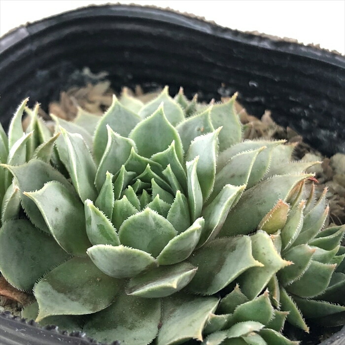 クランベリー 多肉植物 エケベリア クランベリー Echeveria 'Cranberry'｜多肉植物図鑑