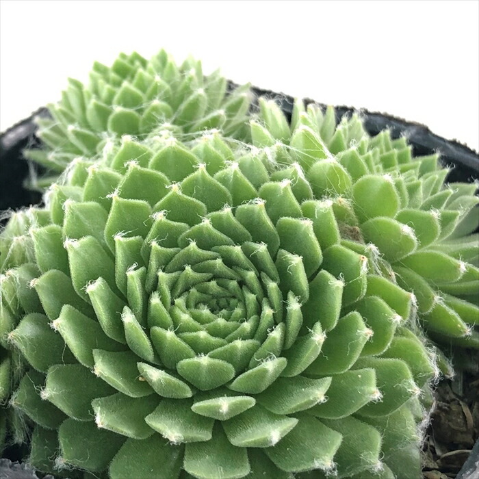 ブラックミニ  センペルビウム 抜き苗 多肉植物】センペルビウム 『ブラックミニ』 | Leaf Species