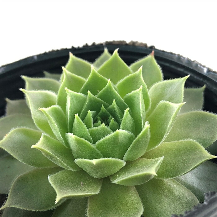 楽天市場】多肉植物 センペルビウム タルク 7.5cmポット 観葉植物