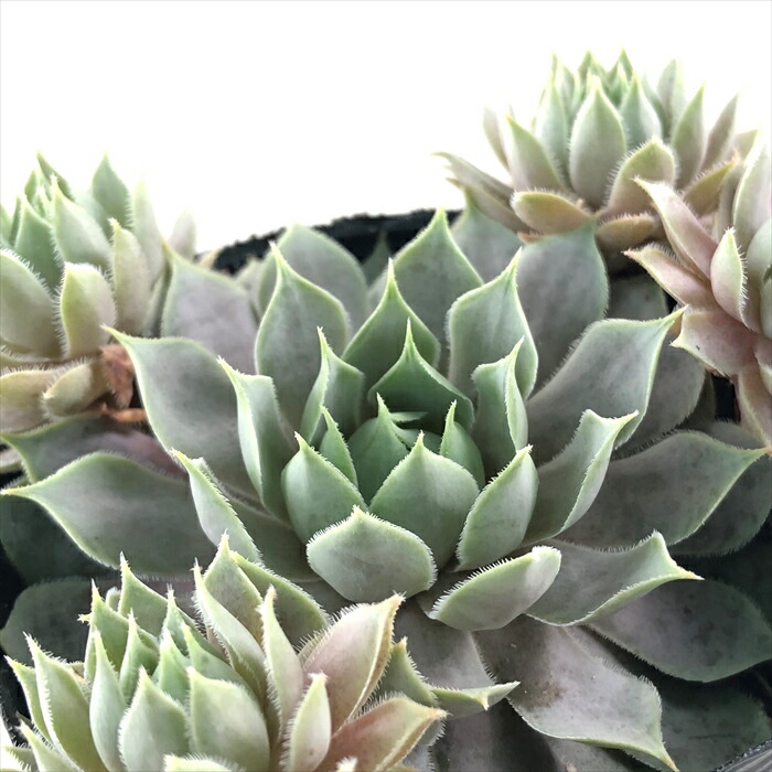 楽天市場】多肉植物 sfセンペルビウム キューベンセ 7.5cmポット