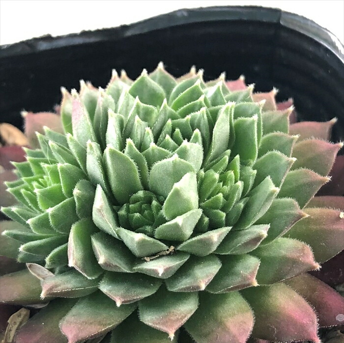 感謝を込めて。センペルビウム15(*´ω`*)Ｍ 楽天市場】多肉植物 sfセンペルビウム シルベリウム 7.5cmポット