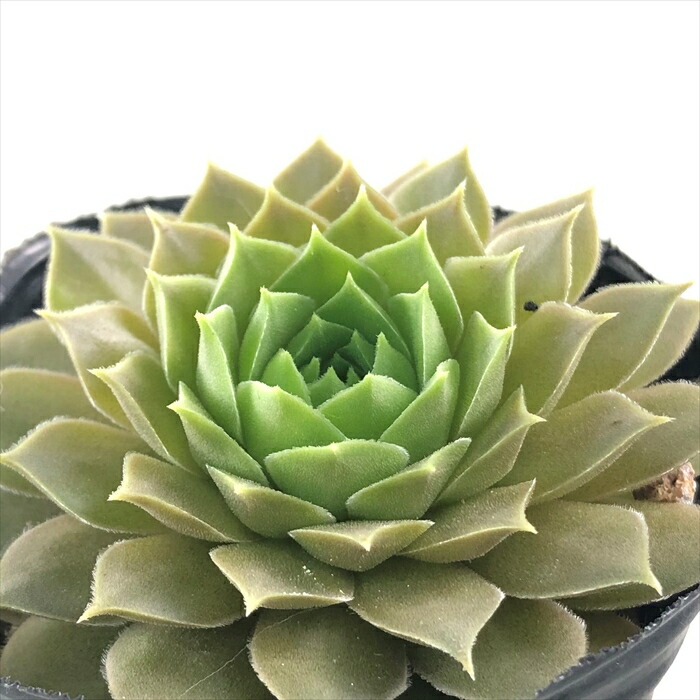 楽天市場】多肉植物 sfセンペルビウム ブラックミニ 7.5cmポット