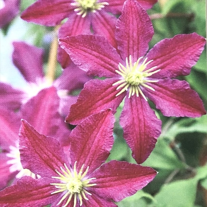 クレマチス　風の方位　フロリダ系 クレマチス専門ナーセリー 及川フラグリーン 風の方位