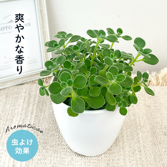多肉植物^o^  エンジェルティアーズ錦 8915_1.jpg