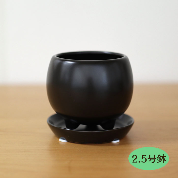 楽天市場】多肉植物 caパキポディウム グラキリス 実生 7.5cm