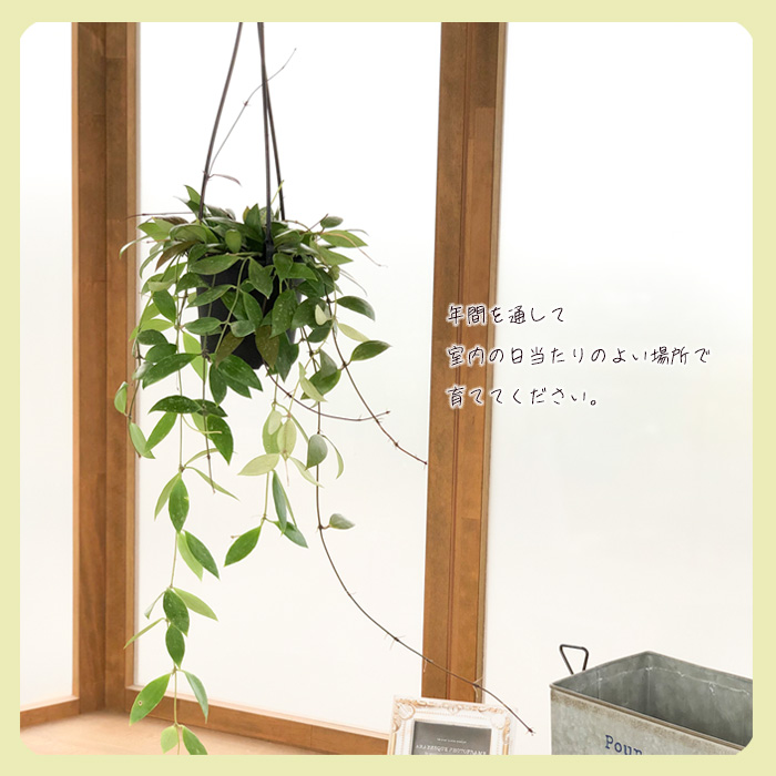 のでご ホヤ DS-70 4号鉢 吊り 観葉植物 インテリア おしゃれ：フラワーネット 日本花キ流通 してくださ