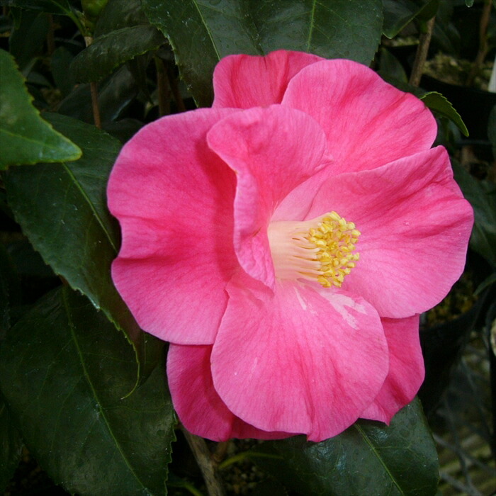 楽天市場】現品椿（ツバキ）紅あかり 6号ポット苗161（g03-1