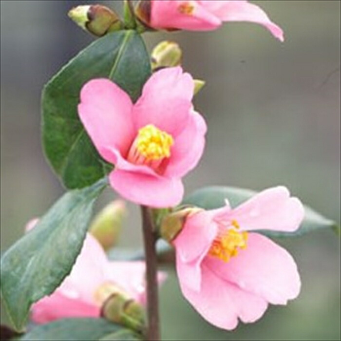 楽天市場】椿：ツバキ（清玄桜姫） 1鉢 3号 ポット苗 セイゲンサクラ