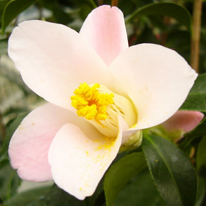 HANATSUBAME 花ツバメ【お箱無し】1か月分 （新品未開封) 楽天市場】刺し子 花ふきんキット La bouquetiere 全4種