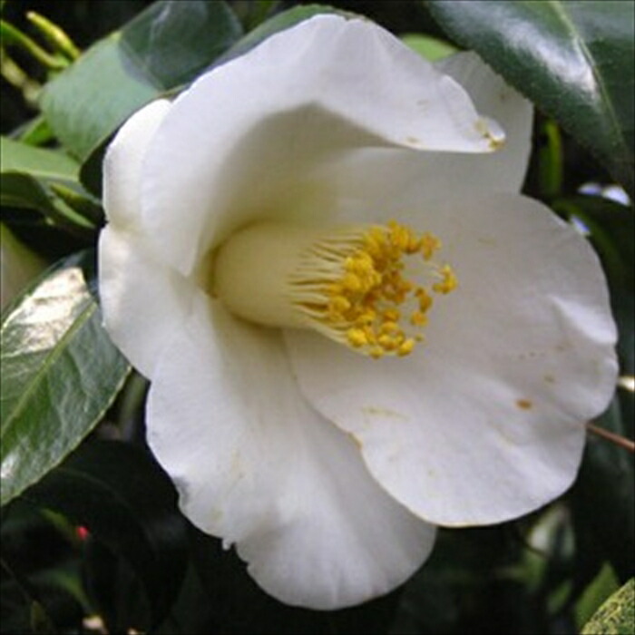 楽天市場】予約販売 一重咲き椿 ひな桜 12cmポット 開花予定株