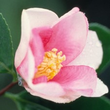 楽天市場】予約販売 一重咲き椿 赤寺 9cmポット 椿 つばき ツバキ