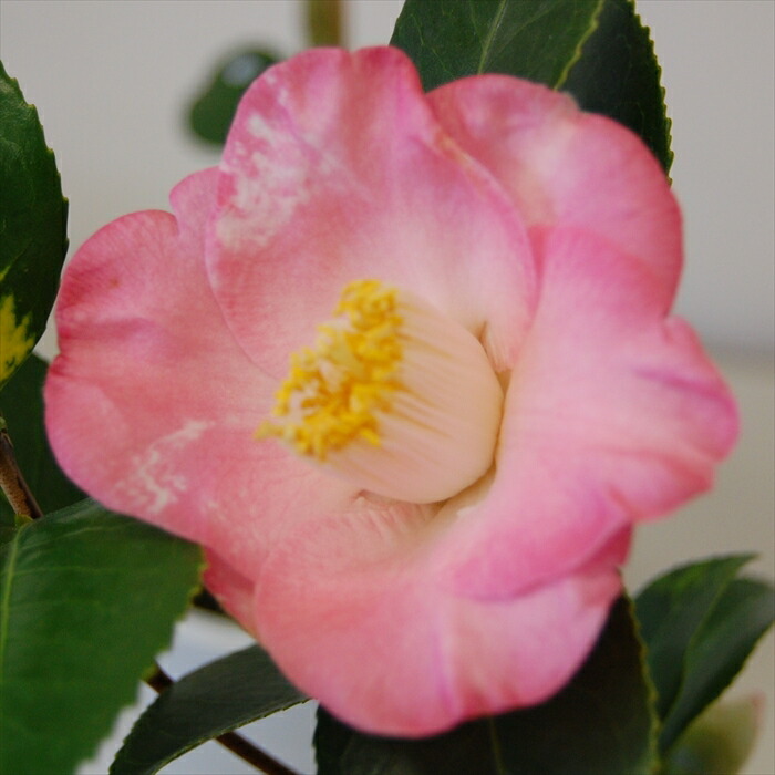 楽天市場】【現品】椿（ツバキ） 秀蘭（シュウラン） 1.7m 100503