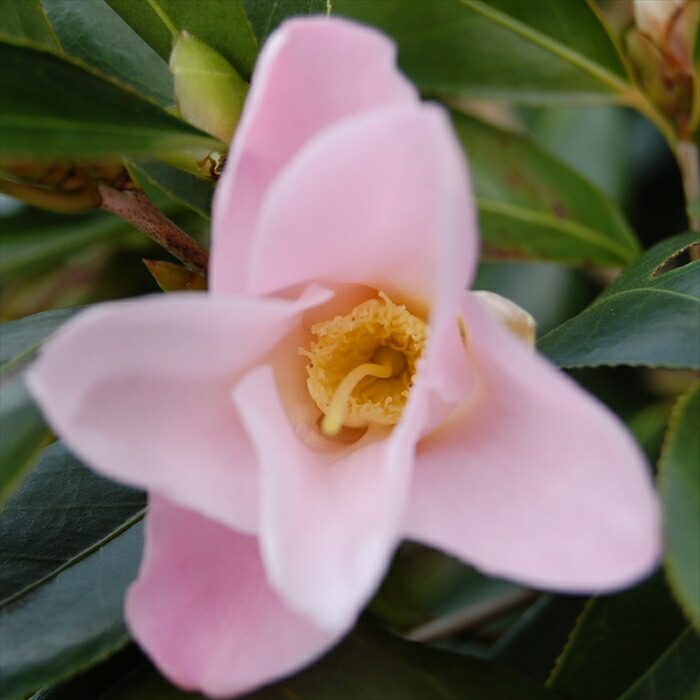 楽天市場】侘助椿 太郎冠者 12cmポット 開花予定株 つばき ツバキ