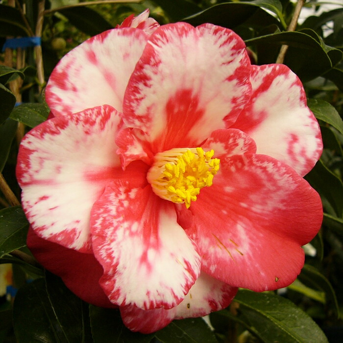 楽天市場】予約販売 一重咲き椿 赤寺 9cmポット 椿 つばき ツバキ