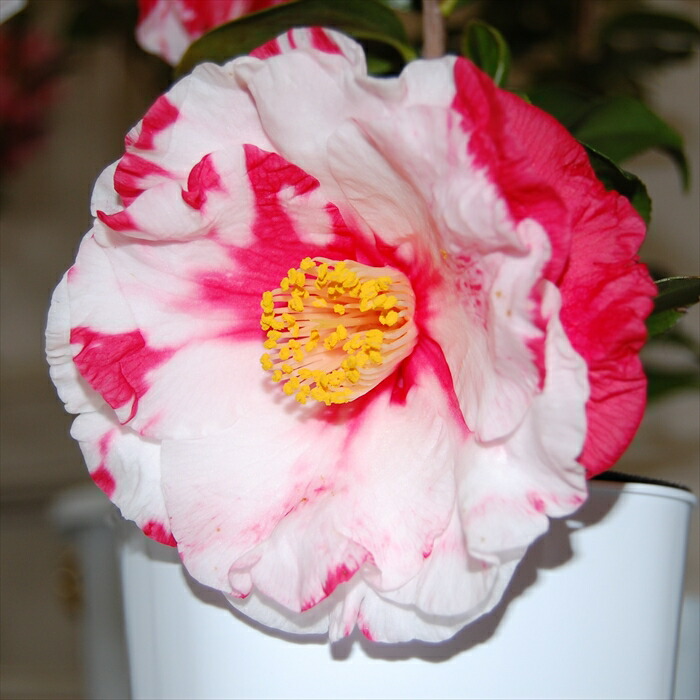 岩根絞　いわねしぼり　椿 155184237.jpg?cmsp_timestamp=