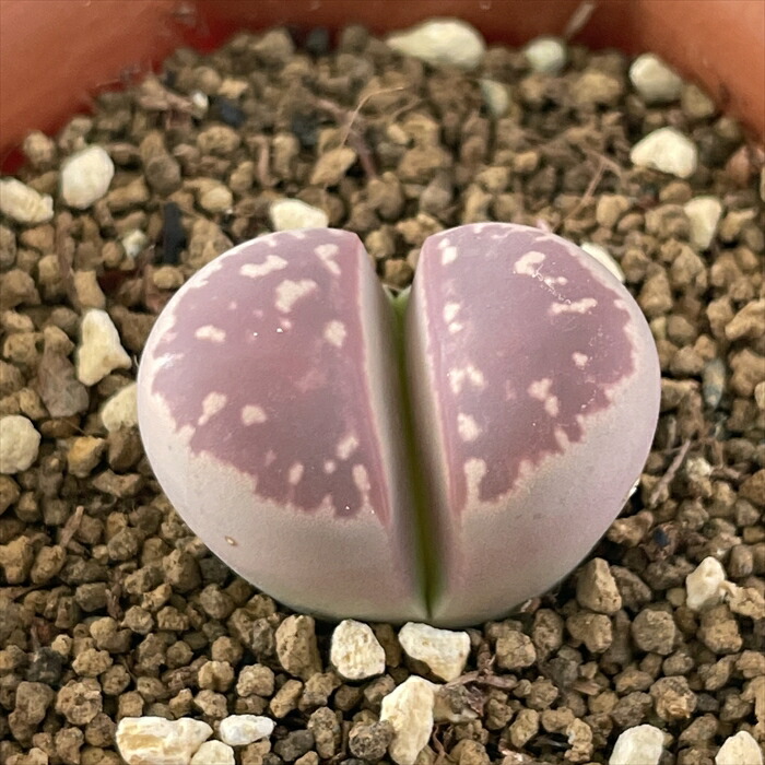 専用❤️速達付き同梱-200円多肉植物　リトープス　朝貢玉 鉢のまま y-bonsai_s10579v