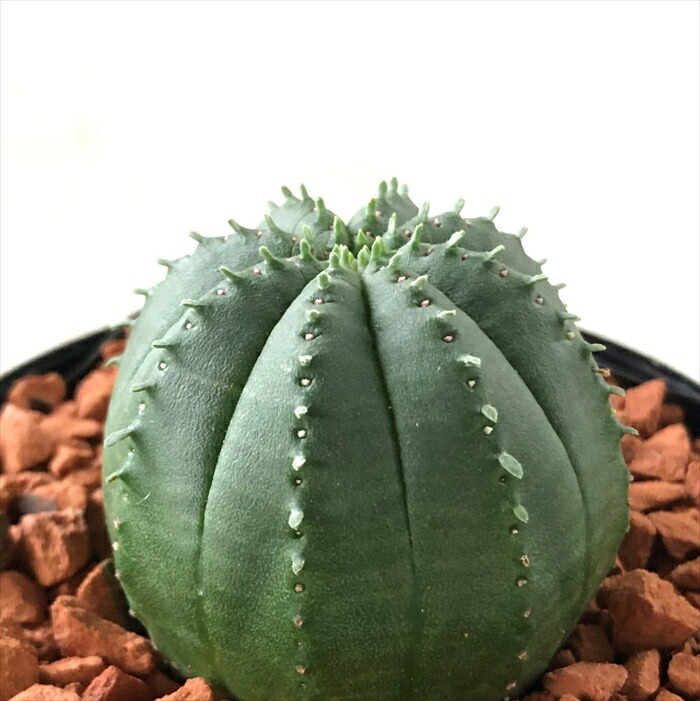 ユーフォルビア　オベサ梵天/珍奇植物/多肉植物 Amazon｜ユーフォルビア オベサ梵天 おべさぼんてん｜観葉植物