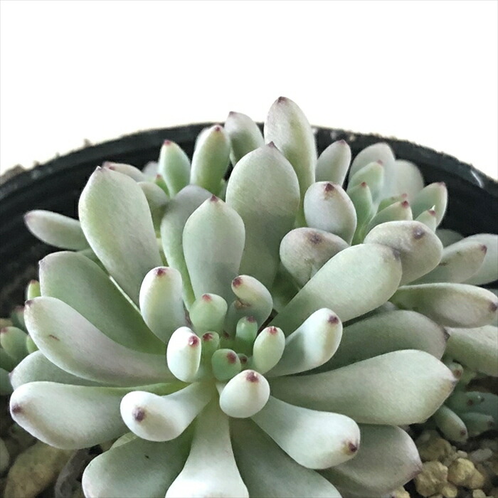 楽天市場】多肉植物 hmセデベリア オレンジドリーム 多肉植物