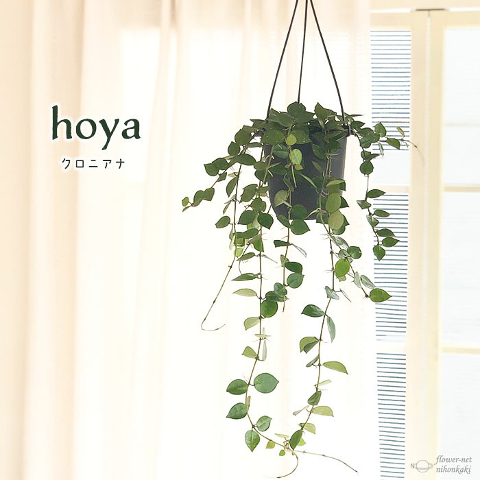 楽天市場】観葉植物 エリスリナ グリーンバタフライ 4号鉢 送料無料