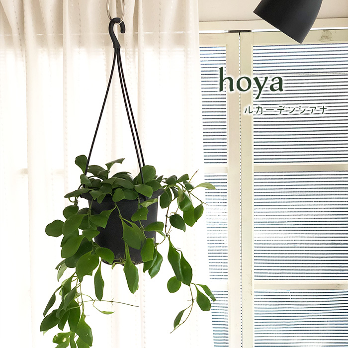 セール珍種 ホヤ　パキクラーダ pachycladas small leaves ホヤ パキクラダ / Hoya pachyclada