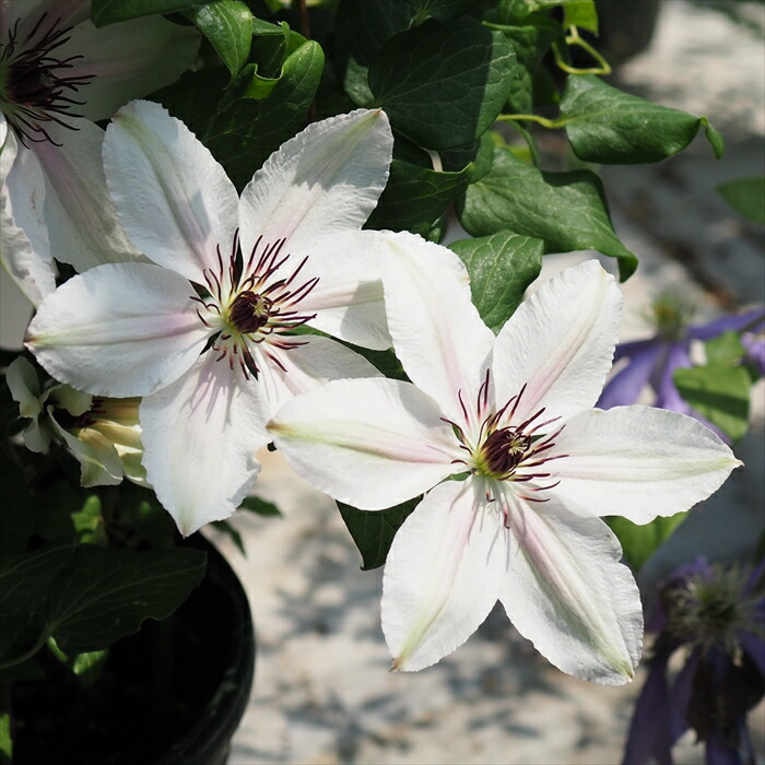 楽天市場】予約販売 クレマチス 苗 レディバードジョンソン