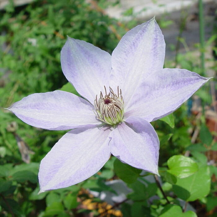 楽天市場】予約販売 クレマチス 苗 まな ビチセラ系 落合さんの