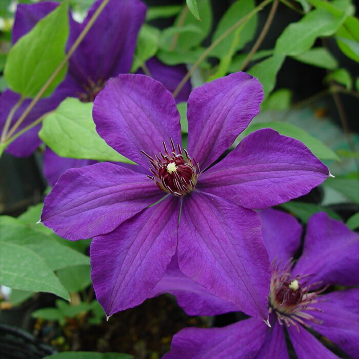 楽天市場】クレマチス 『 フェアリーブルー 』 ラヌギノーサ系・新旧枝