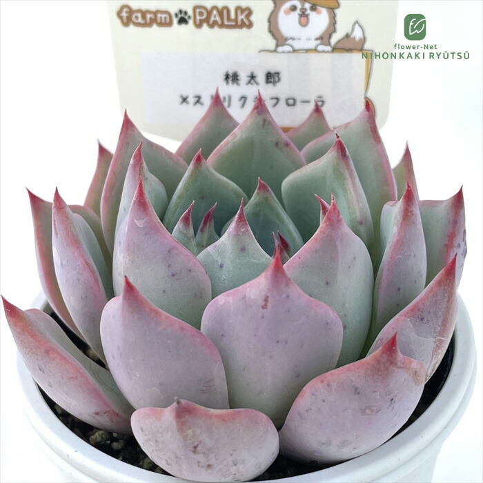 楽天市場】多肉植物 plkエケベリア コロラータタパルパ×桃太郎 多肉